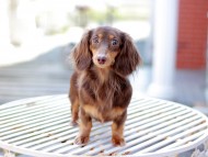 Kaninchen_Dachshund6753