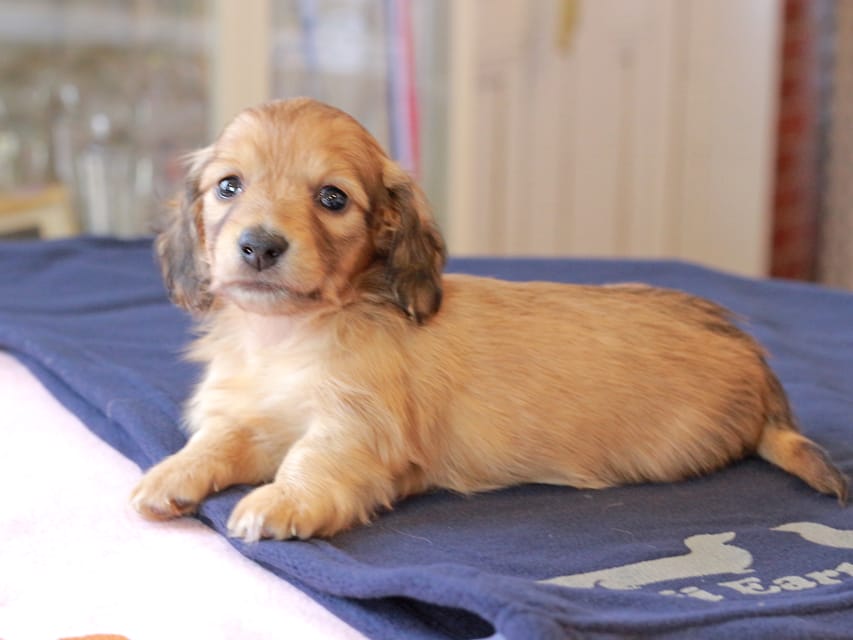 カニンヘンダックスフンド チャンミ ＆ ボノの子犬 レッド 男の子