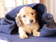 Kaninchen_Dachshund682