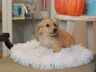 Kaninchen_Dachshund6888