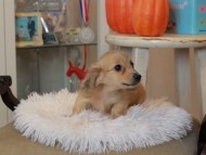 Kaninchen_Dachshund6890