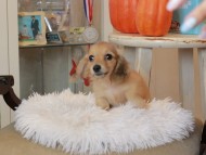 Kaninchen_Dachshund6893