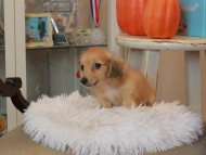 Kaninchen_Dachshund6897