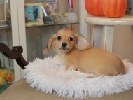 Kaninchen_Dachshund6899