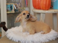 Kaninchen_Dachshund6904