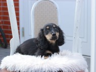 Kaninchen_Dachshund691 Kaninchen_Dachshund691