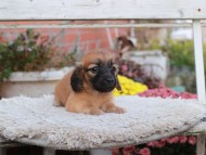 Kaninchen_Dachshund6919 Kaninchen_Dachshund6919