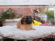 Kaninchen_Dachshund6920