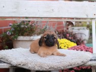 Kaninchen_Dachshund6931 Kaninchen_Dachshund6931