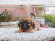 Kaninchen_Dachshund6934