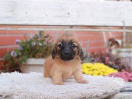 Kaninchen_Dachshund6947 Kaninchen_Dachshund6947