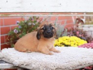 Kaninchen_Dachshund6948 Kaninchen_Dachshund6948