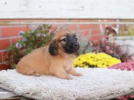 Kaninchen_Dachshund6949