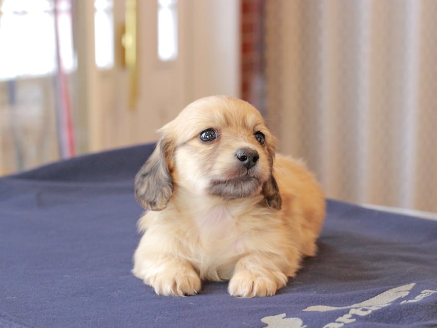 カニンヘンダックスフンド チャンミ ＆ ボノの子犬 イエロー 男の子