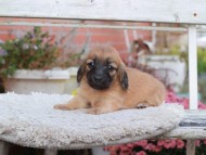 Kaninchen_Dachshund6956