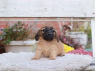 Kaninchen_Dachshund6961 Kaninchen_Dachshund6961