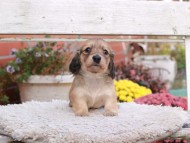 Kaninchen_Dachshund6985