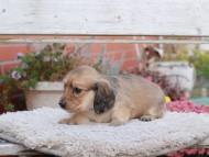 Kaninchen_Dachshund6990 Kaninchen_Dachshund6990