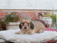 Kaninchen_Dachshund6992