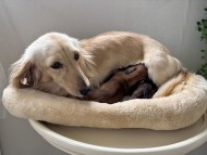 Kaninchen_Dachshund6_0 Kaninchen_Dachshund6_0