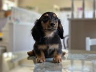 Kaninchen_Dachshund7