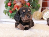Kaninchen_Dachshund7.44-2