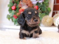 Kaninchen_Dachshund7.45