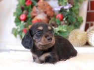 Kaninchen_Dachshund7.55-2 Kaninchen_Dachshund7.55-2