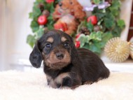 Kaninchen_Dachshund7.56-1