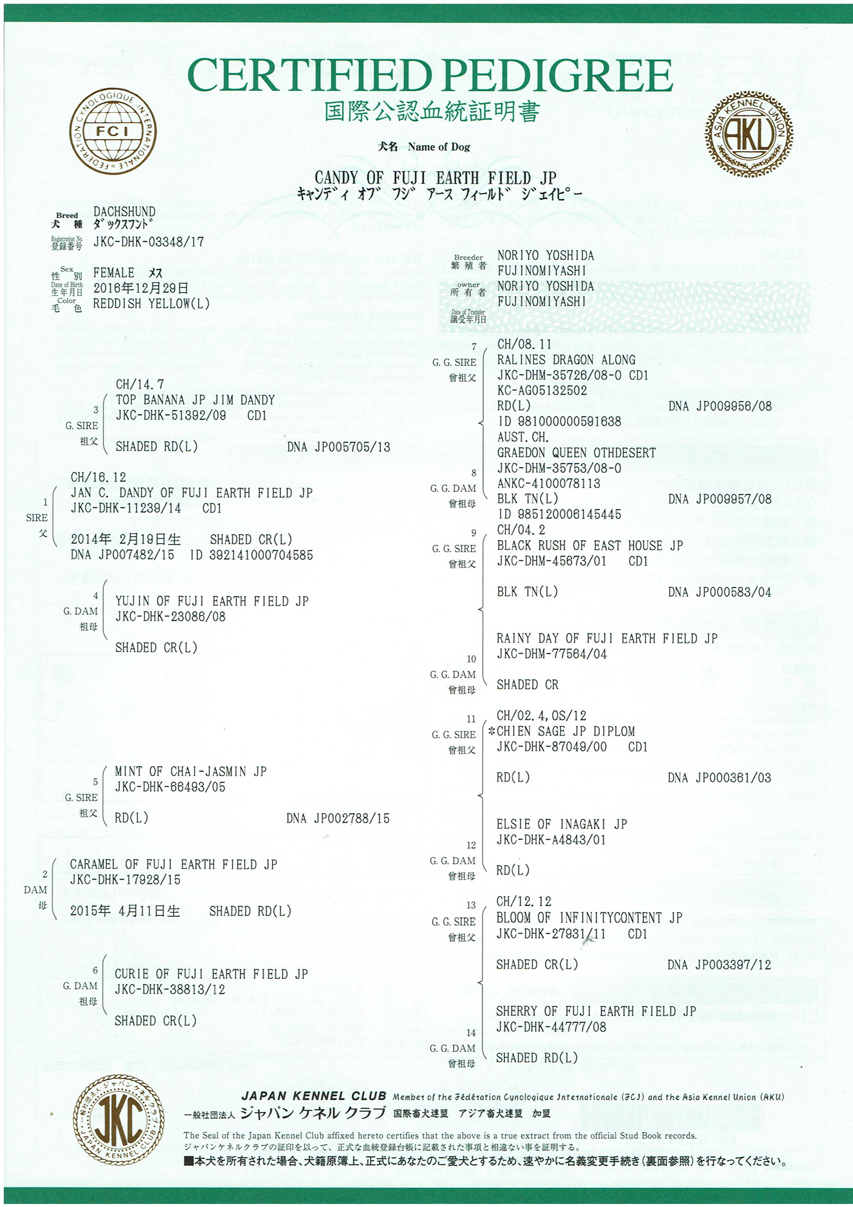 キャンディ 血統書 キャンディ 血統書