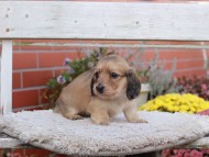 Kaninchen_Dachshund7007