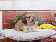 Kaninchen_Dachshund7009
