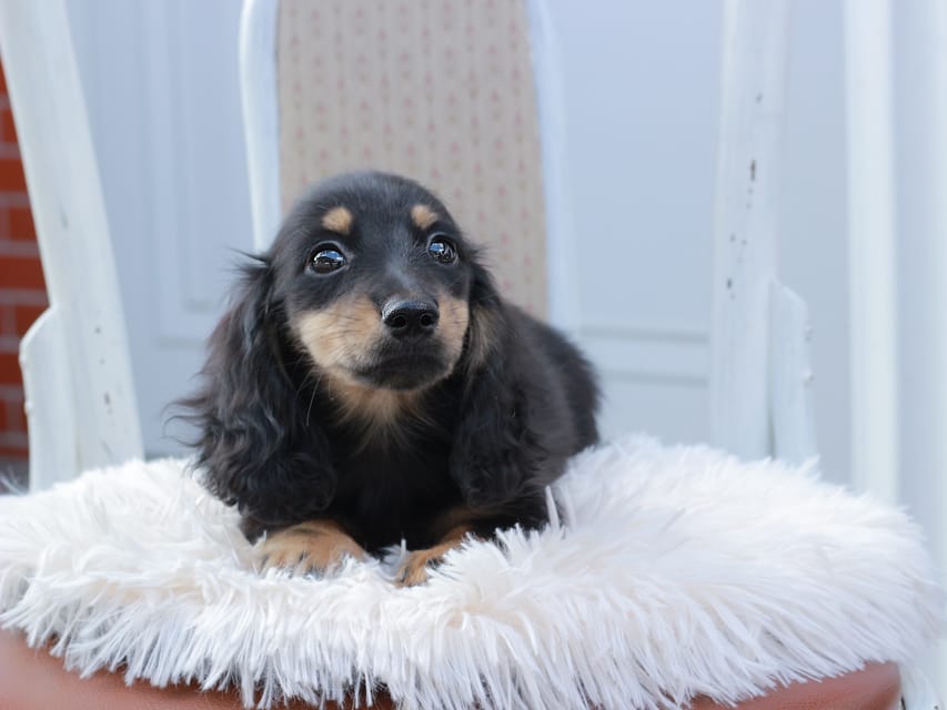 カニンヘンダックスフンド ディンティ & リバティーの子犬 ブラックイエロー 男の子