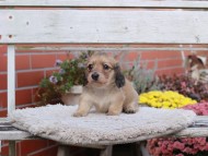 Kaninchen_Dachshund7015