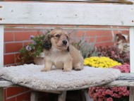 Kaninchen_Dachshund7017