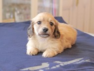 Kaninchen_Dachshund702