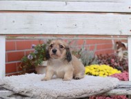 Kaninchen_Dachshund7022