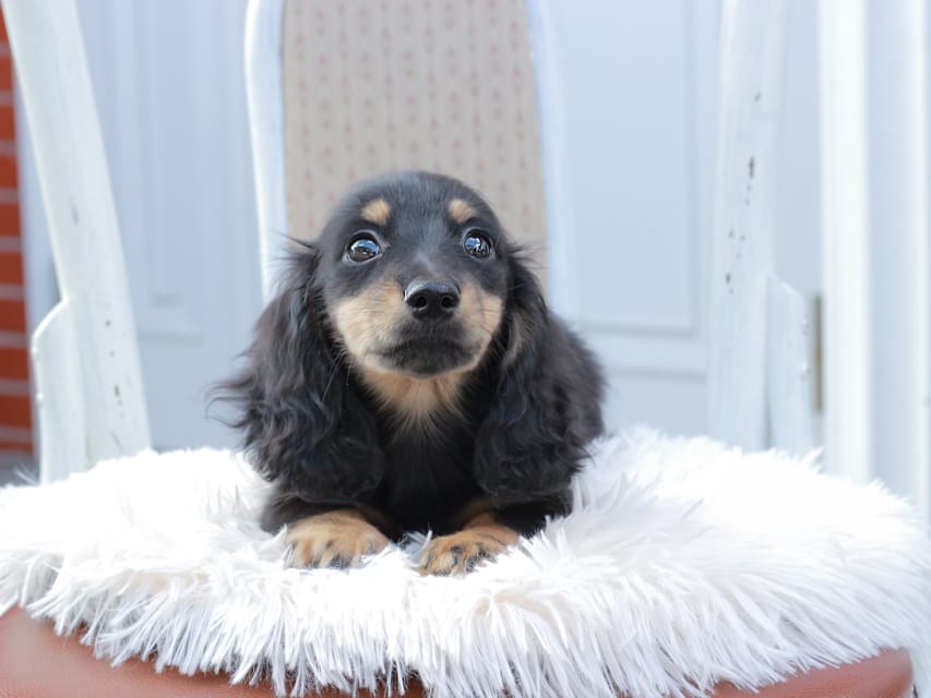 カニンヘンダックスフンド ディンティ & リバティーの子犬 ブラックイエロー 男の子