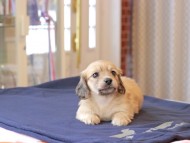 Kaninchen_Dachshund707