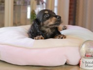 Kaninchen_Dachshund7084