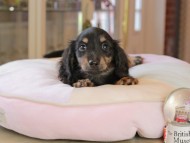 Kaninchen_Dachshund7095