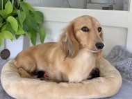 Kaninchen_Dachshund7 Kaninchen_Dachshund7