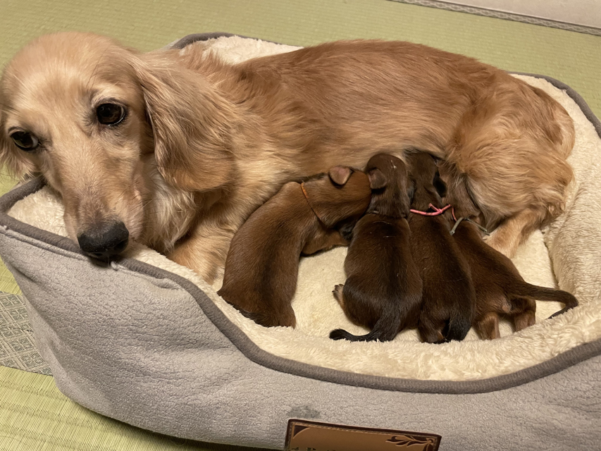 カニンヘン ダックスフンド ほたる & パッション 7月19日子犬の出産