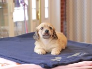 Kaninchen_Dachshund710