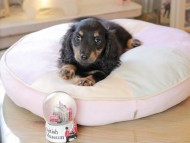 Kaninchen_Dachshund7122