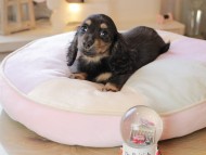 Kaninchen_Dachshund7131