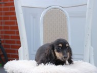 Kaninchen_Dachshund714 Kaninchen_Dachshund714