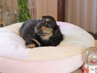 Kaninchen_Dachshund7152