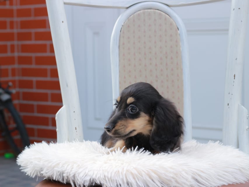 カニンヘンダックスフンド ディンティ & リバティーの子犬 ブラックイエロー 女の子