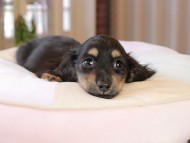 Kaninchen_Dachshund7189 Kaninchen_Dachshund7189